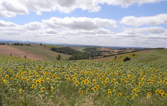 sunflowers